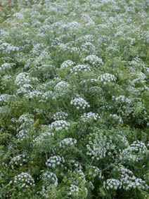 Ammi majus